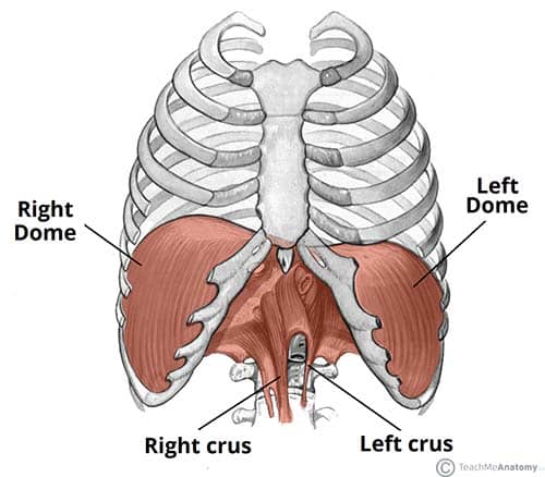 Diaphragma, den primære vejrtrækningsmuskel som også kaldes mellemgulvet er skitseret siddende inde under ribbenskanten og også hæftende i lænden. Fra: https://teachmeanatomy.info/thorax/muscles/diaphragm/